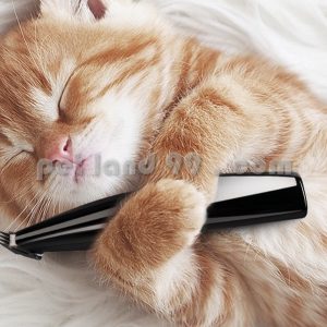 آموزش اصلاح موی گربه ارزان