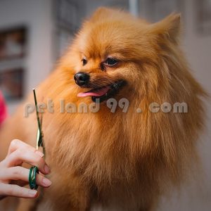 آموزش آرایش تخصصی سگ