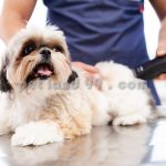 آموزش آرایش گربه پرشین