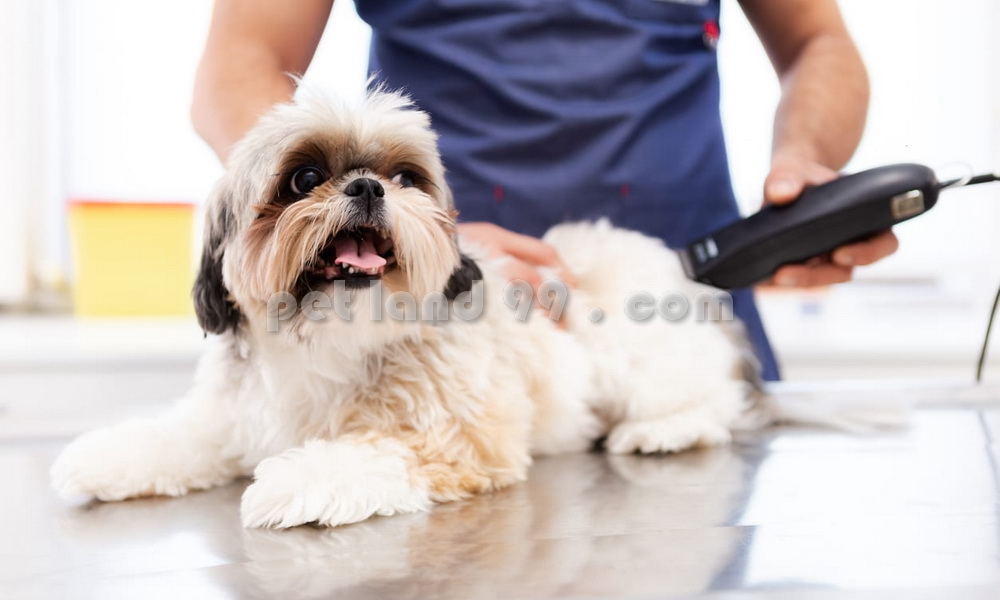 آموزش آرایش گربه پرشین