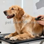 آموزش آرایش تخصصی سگ