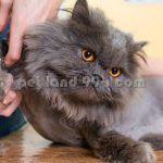 آموزش آرایش گربه پرشین