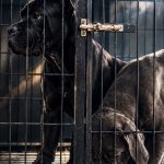 مرکز تخصصی سگهای نگهبان | انواع نژاد